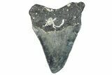 Bargain, Fossil Megalodon Tooth - Serrated Blade #295421-1